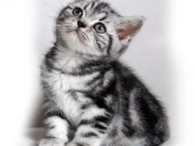 BSH "whiskas" koťátka s PP