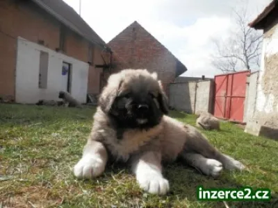 Kavkazský pastevecký pes