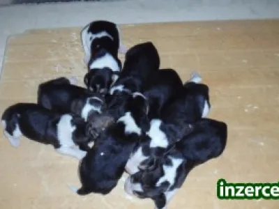 Štěňata beagle