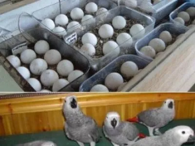 Registrované papoušek papoušci, papoušek kakadu, papoušků, Amazonky a úrodné vejce na prodej