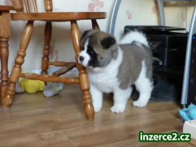 Akita-inu ke koupi bez PP