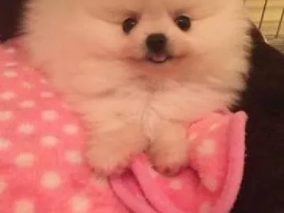 pomeranian stene