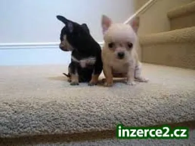 Zdravé C.H.I.H.U.A.H.U.A Puppie.s štěňata !!!