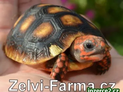 SUCHOZEMSKÉ ŽELVY UHLÍŘSKÉ – vlastní odchov!