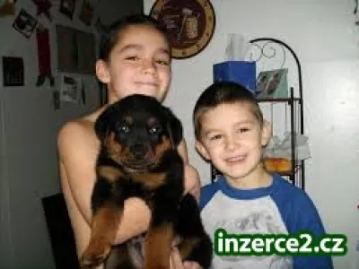 Rotvajler na prodej s PP