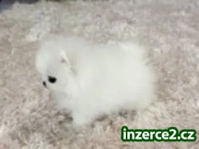 Německý špic na prodej s PP