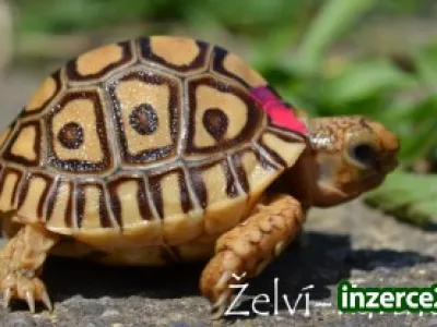 ŽELVY PARDÁLÍ – vlastní odchov!