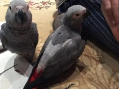 Prodam Africké Grey Papoušci na prodej
