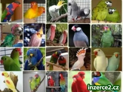 amazonky, ara, kakadu, africké šedé a úrodné vejce