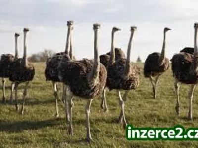 Pštros, Emu vejce nandus vejce a jejich mláďata