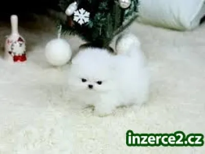 Pomeranian štěňata připraven na Vánoce