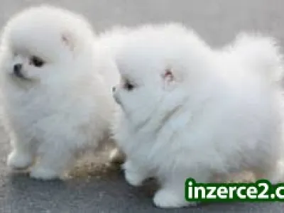 Krásné Pomeranian štěňata na prodej