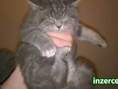 Prodám modré koťátko