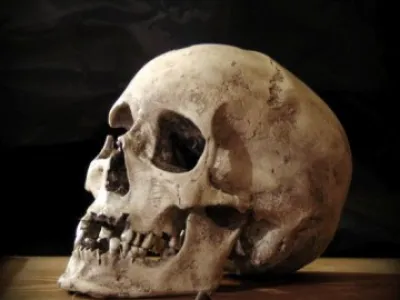 Lidská lebka (human skull replica)