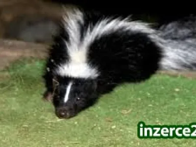 Prodam Skunka