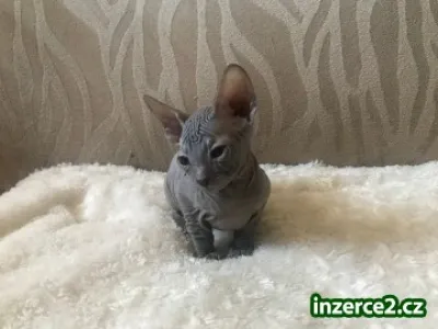 Don sphynx kotě