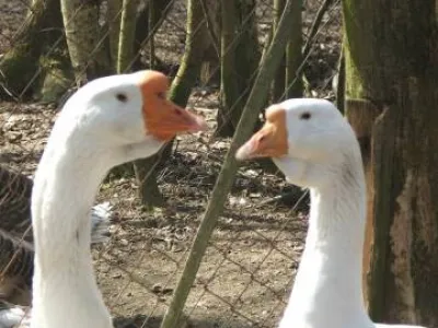 Líheň čistokrevné drůbeže z renomovaných chovů: