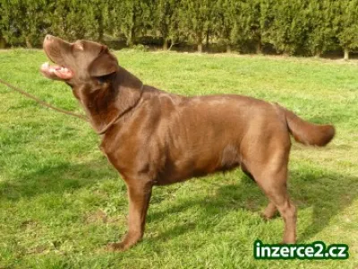 Laradodorský retriever štěňátka