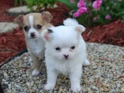 Samci a samice Chihuahua hračky Štěňata