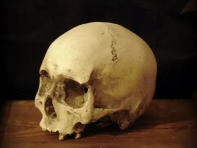 Lidská lebka (human skull replica) jako dekorace