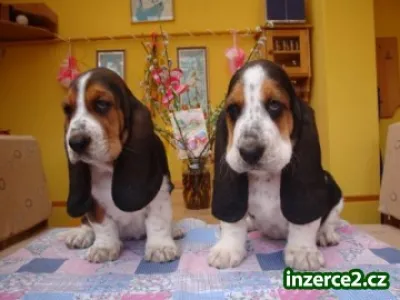 Basset hound, Basset, Baset
