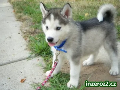 Šteňatá Sibírsky husky.