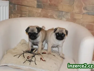 Mops šteňatá.