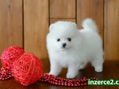 Pomeranian šteniatka