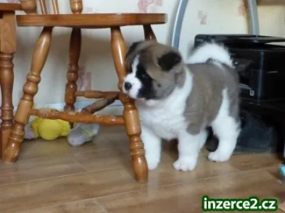Dva Akita šteňa potrebuje novú rodinu
