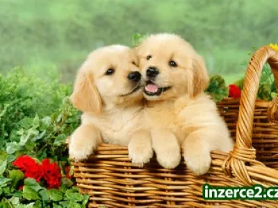 Zlatý retriever šteniatka hladkať javiska.