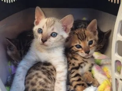 Bengal kocourek