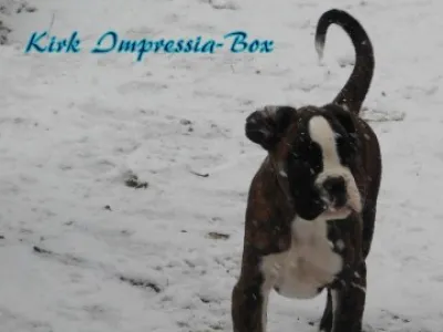 S PP žíh.boxer,Ch.S. Impressia-Box