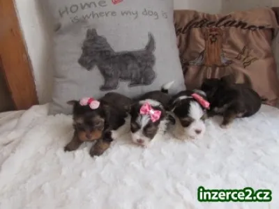 Náhled