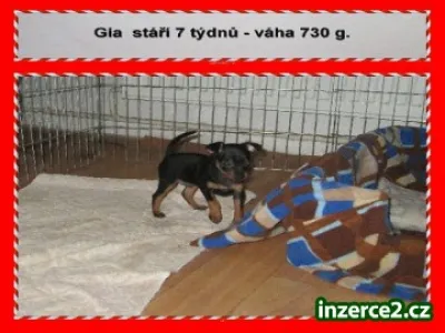 pražský krysařík fenka štěně s pp