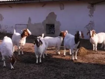 Bůrské kozy