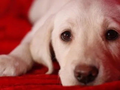 Krásné štěňata labradorských retrívrů pro přijetí