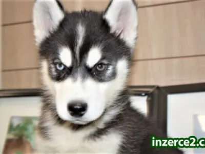 Štěně Sibiřský husky pro přijetí