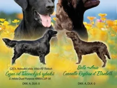 Prodám (rezervace) štěňátka Flat coated retrievera