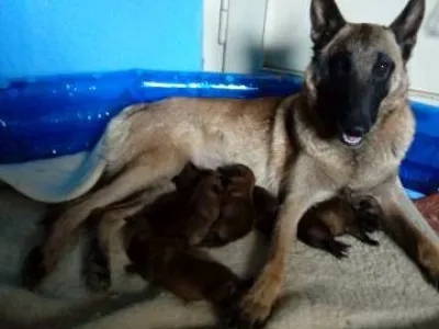 Belgický ovčák Malinois