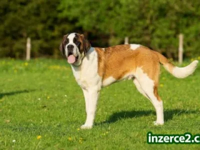 Svatobernardský pes