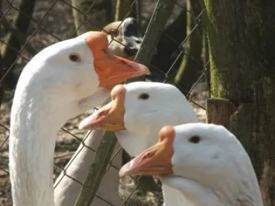 Líheň čistokrevné drůbeže z renomovaných chovů: