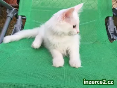 Norská lesní koťata k odběru 09/18