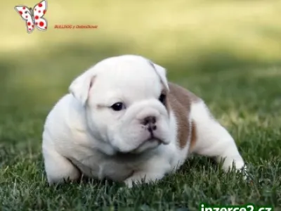Anglický buldok - BULLDOG štěňata s PP