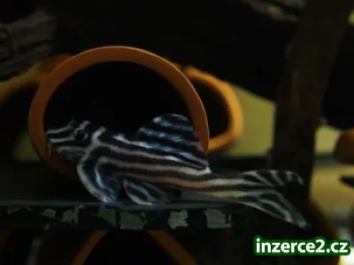 Dobrá kvalita L046 zebra pleco