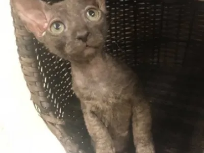 Don Sphynx kocourek s PP k prodeji