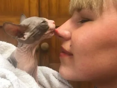 Don Sphynx holcicka s PP k prodeji