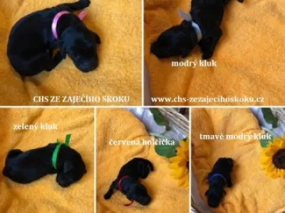 Štěňátka Flat Coated Retriever s PP