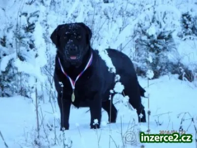 Labradorský retriever s PP