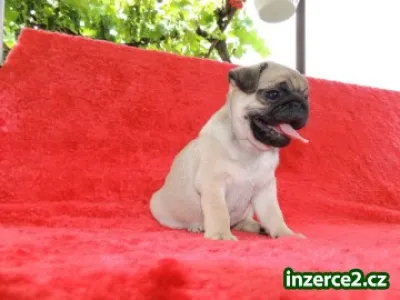 MOPS