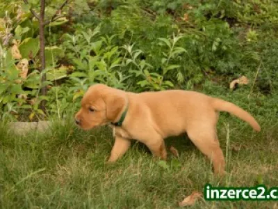 Labradorský retriever s PP